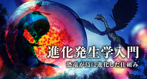 「進化発生学入門」―恐竜が鳥に進化した仕組み―